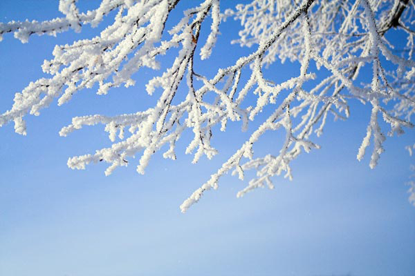 Foto på en ljusblå himmel med en helt snötäckt gren nedhängande.