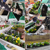 Collage av bilder där en ser händer och armar som planterar påskliljor med mera i balkonglådor.