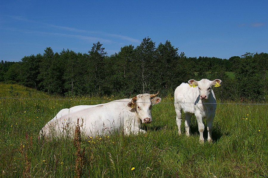 I en grön äng ligger en vit ko. Bredvid henne står en vit kalv. I bakgrunden syns blandskog.