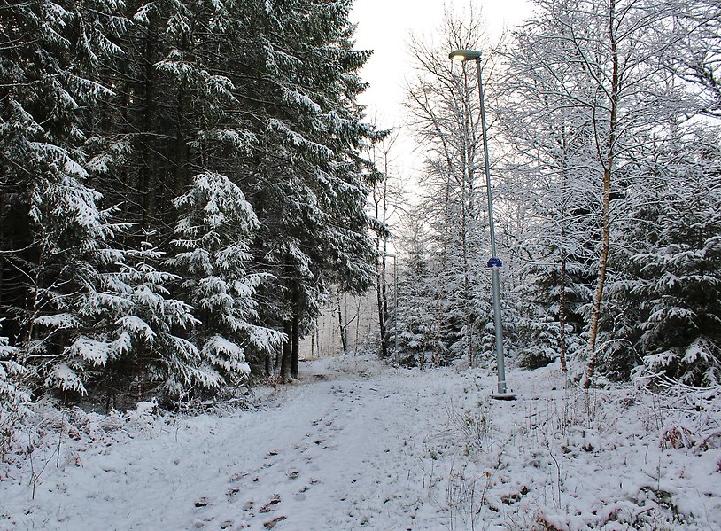 Foto på ett elljusspår. Spåret är omgivet av blandskog som är täckt av snö.