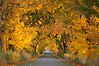 En allé längs en väg. Träden står tätt och böjer sig över vägen som ett valv. Löven är gula och orangea.