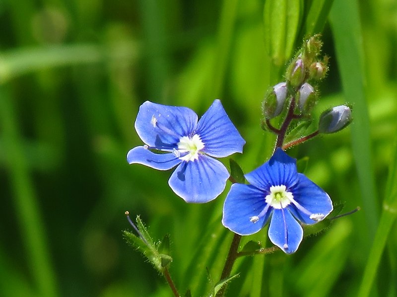 Foto på två blå blommor, i bakgrunden syns grönt gräs.