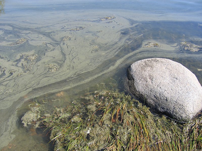 Bild på vatten vid strandkant med pågående algblomning
