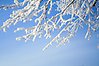Bild på en snötäckt trädgren mot en blå himmel.