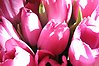 Foto i närbild på rosa tulpaner.