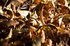 Foto på gulbruna nedfallna löv.