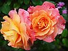 Foto på två gul-rosa rosor med vattendroppar som pärlar sig på kronbladen.