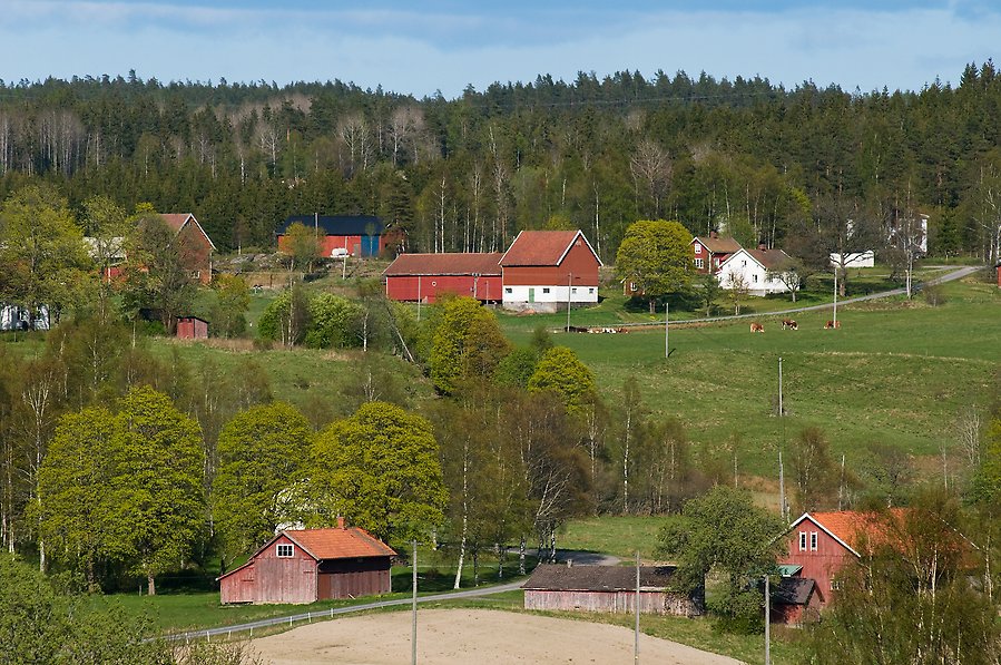 Foto av flera gårdar i ett kuperat landskap med skog bakom.
