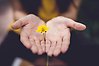 Två händer som visar en givargest med en gul blomma i.