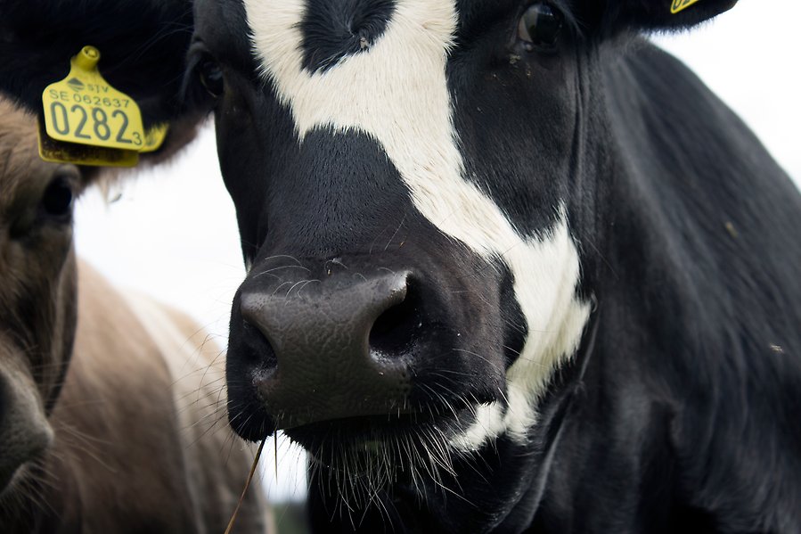 Foto på en svartvit ko, bredvid kikar en ljusbrun ko fram.