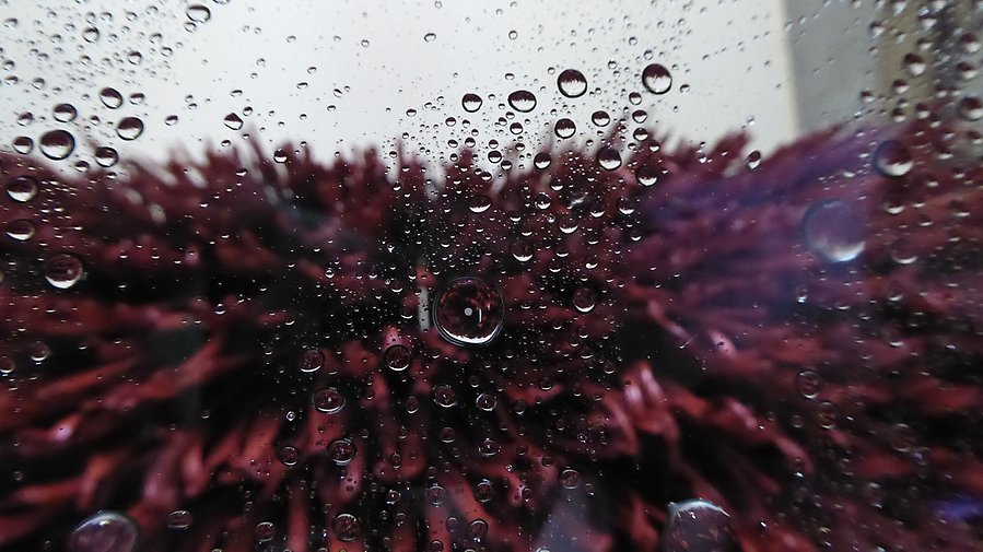 Foto taget inifrån en bil i en biltvätt när biltvättsborsten går ned för framrutan. Det är droppar på rutan.
