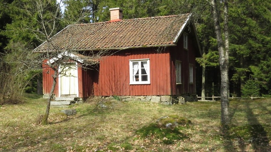 En liten röd äldre stuga med gammal trädgård framför och granskog i bakgrunden.