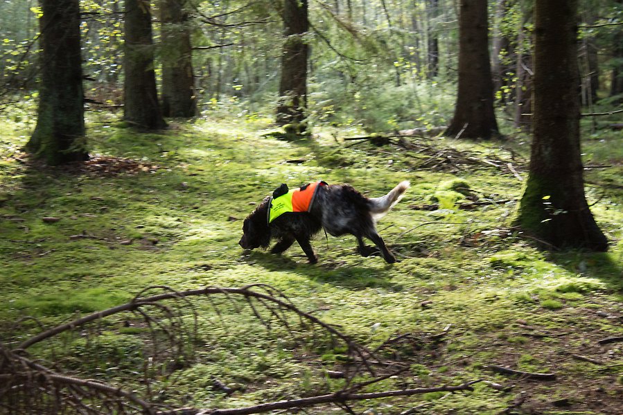 Bild på brun/vit hund med reflexväst på sig med nosen i backen i en skog.
