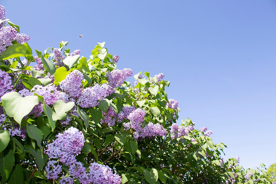 Syrénblommor mot en blå himmel