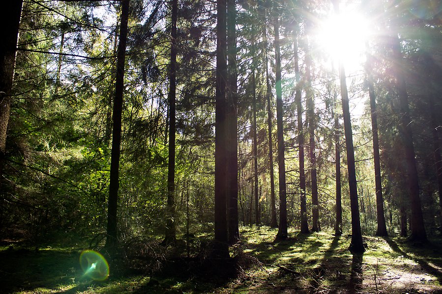 Bild på en barrskog där solen lyser in genom grenverken.