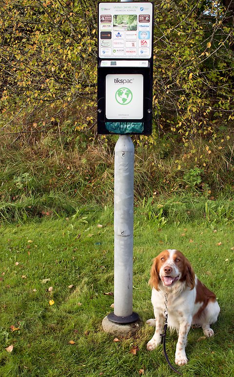 Rödvit hund sitter i gräset bredvid en lyktstolpe. På lyktstoplen finns en hållare med ticspacpåsar på.